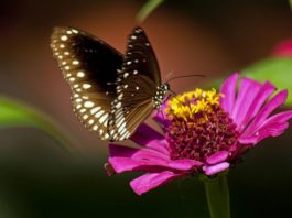 Fiori che stanno bene nell’orto 1152 0 I fiori che stanno bene nellorto